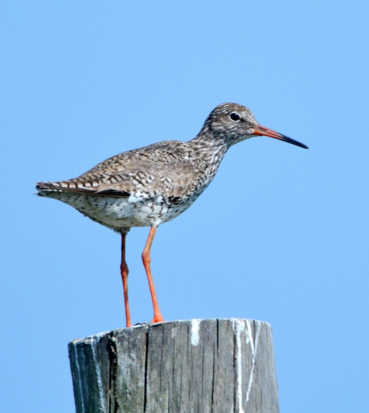 Pettegola (Tringa totanus)